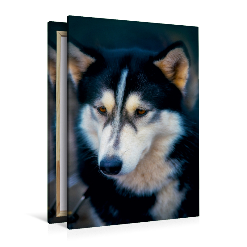 Ein Motiv aus dem Kalender Huskies - Artwork