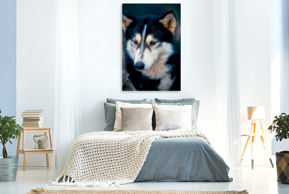 Ein Motiv aus dem Kalender Huskies - Artwork