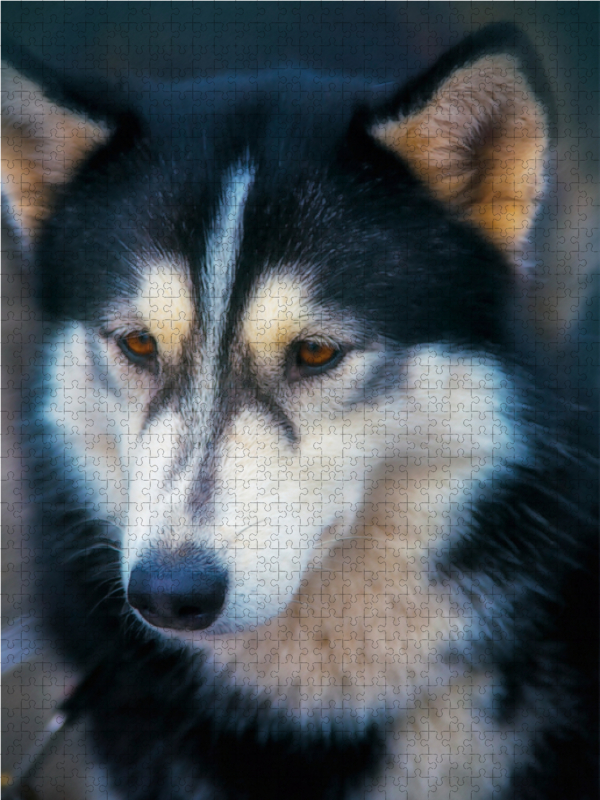 Ein Motiv aus dem Kalender Huskies - Artwork