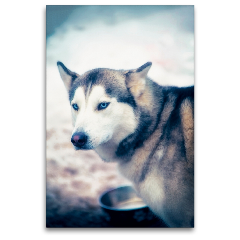 Ein Motiv aus dem Kalender Huskies - Artwork