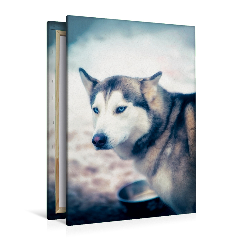 Ein Motiv aus dem Kalender Huskies - Artwork