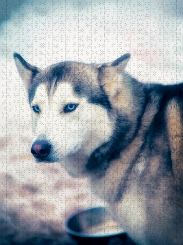 Ein Motiv aus dem Kalender Huskies - Artwork