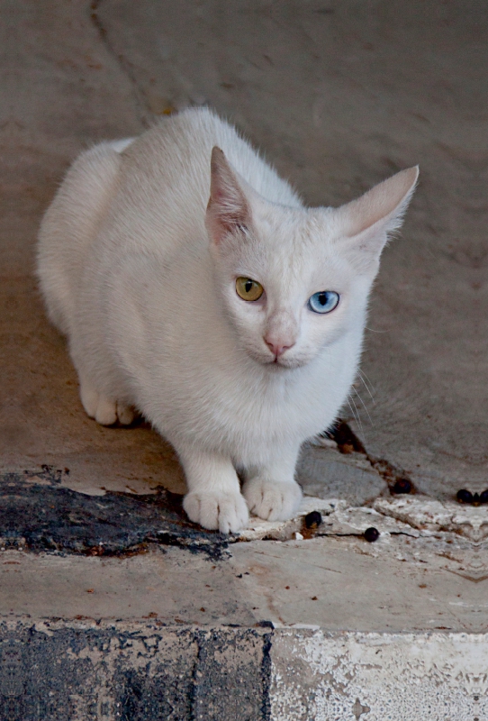 Katze der Rasse Türkisch Angora