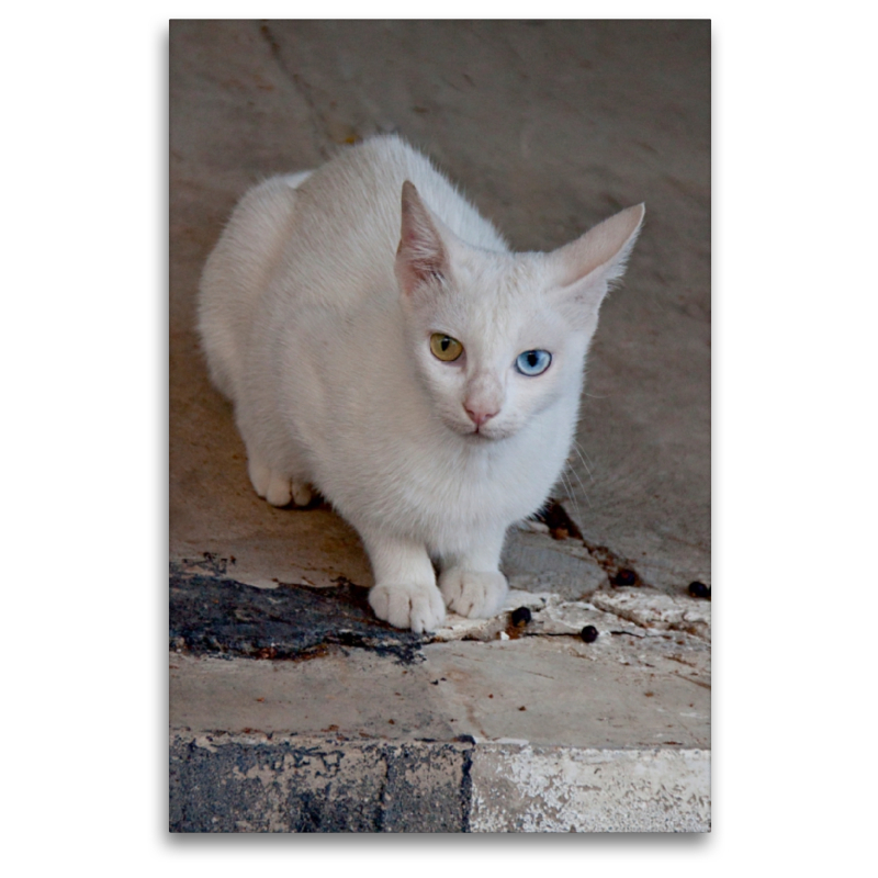 Katze der Rasse Türkisch Angora