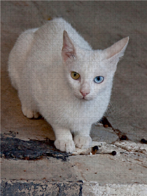 Katze der Rasse Türkisch Angora