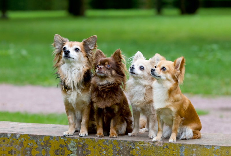 Ein Motiv aus dem Kalender Chihuahuas - kleine Herzensbrecher