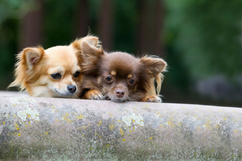 Ein Motiv aus dem Kalender Chihuahuas - kleine Herzensbrecher