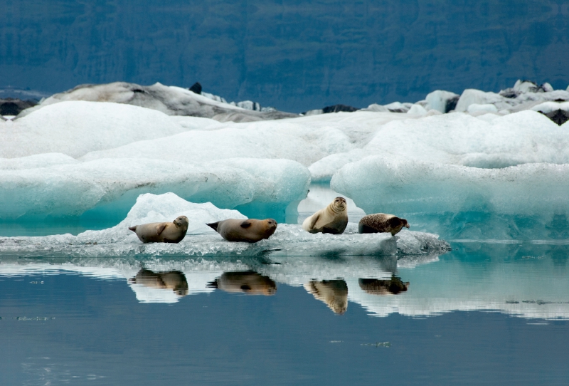 Seehunde im Jökulsarlon