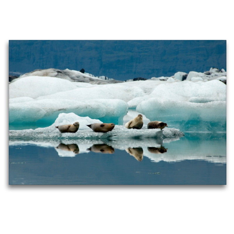 Seehunde im Jökulsarlon