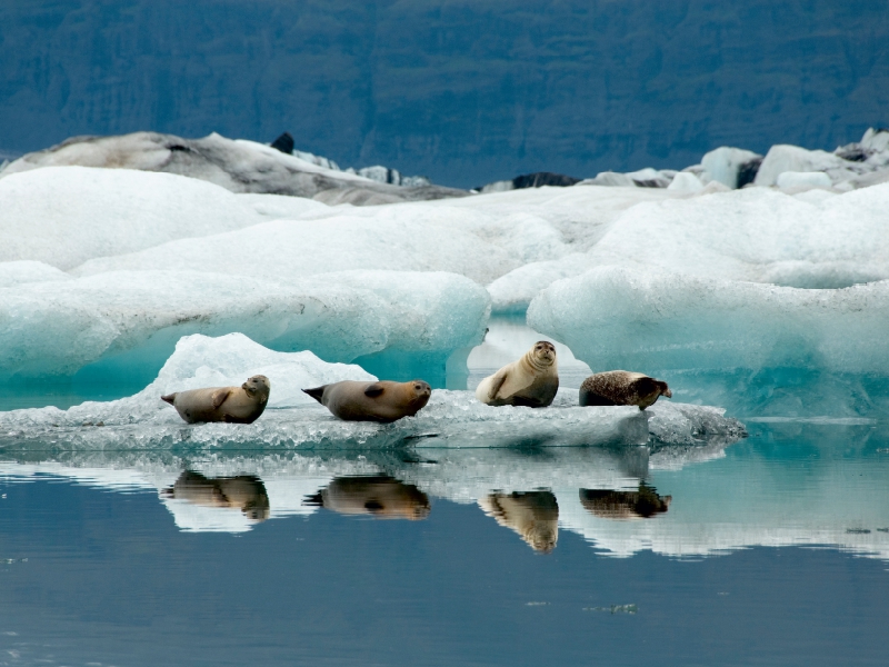 Seehunde im Jökulsarlon