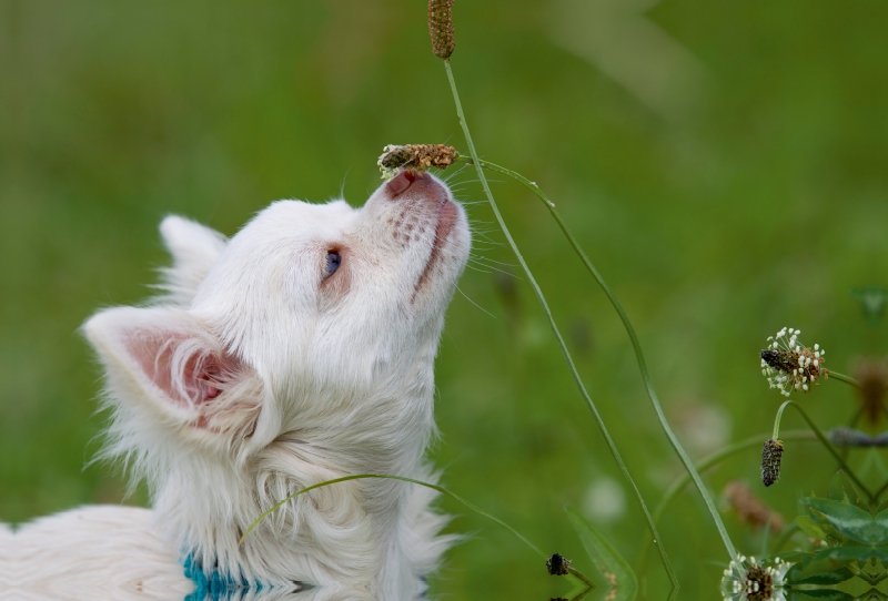 Ein Motiv aus dem Kalender Chihuahuas - kleine Herzensbrecher