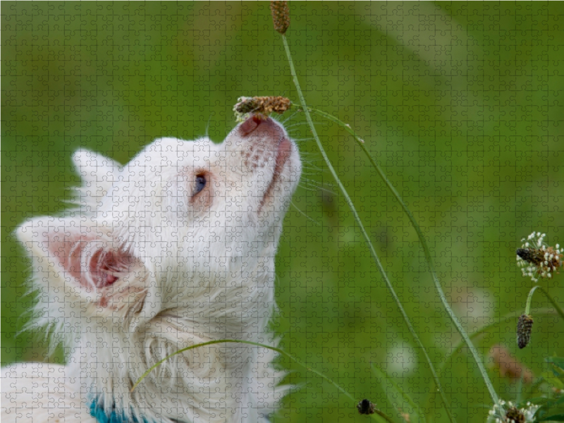 Ein Motiv aus dem Kalender Chihuahuas - kleine Herzensbrecher