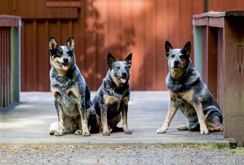 Ein Motiv aus dem Kalender Spaziergang am See Australian Cattle Dogs