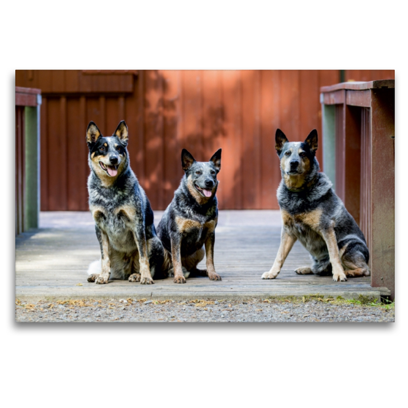 Ein Motiv aus dem Kalender Spaziergang am See Australian Cattle Dogs