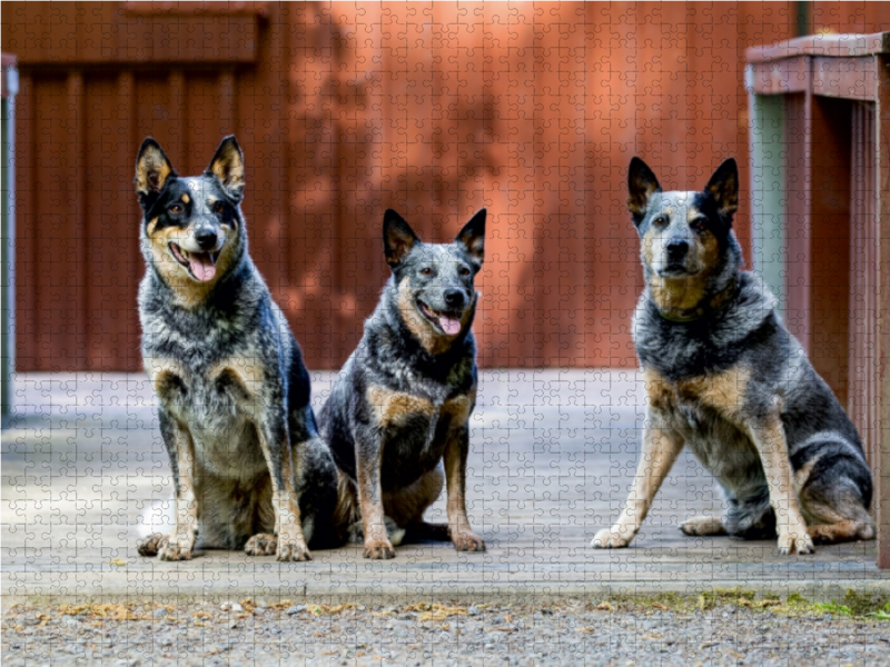 Ein Motiv aus dem Kalender Spaziergang am See Australian Cattle Dogs