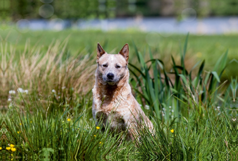 Ein Motiv aus dem Kalender Spaziergang am See Australian Cattle Dogs