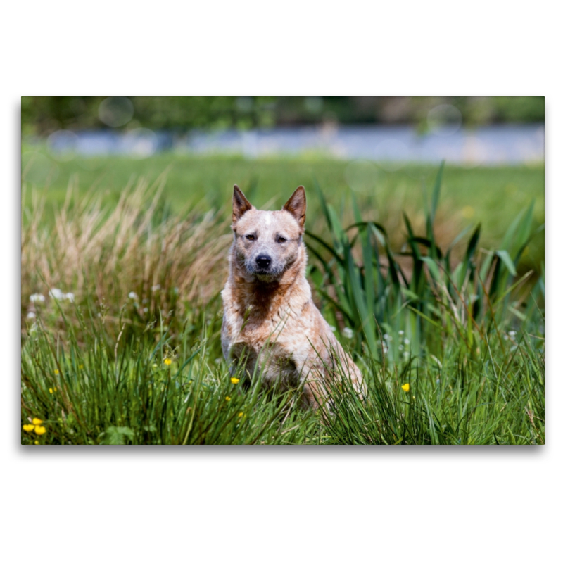 Ein Motiv aus dem Kalender Spaziergang am See Australian Cattle Dogs