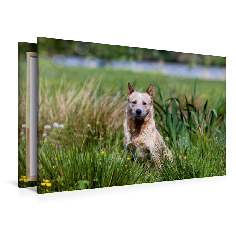 Ein Motiv aus dem Kalender Spaziergang am See Australian Cattle Dogs