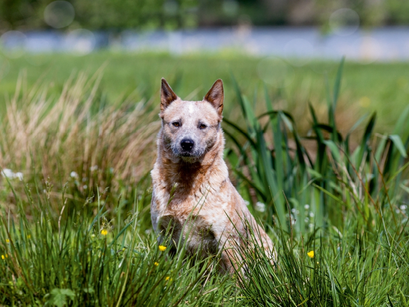 Ein Motiv aus dem Kalender Spaziergang am See Australian Cattle Dogs