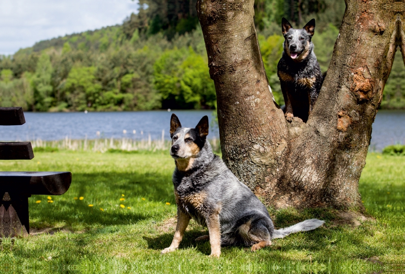 Ein Motiv aus dem Kalender Spaziergang am See Australian Cattle Dogs