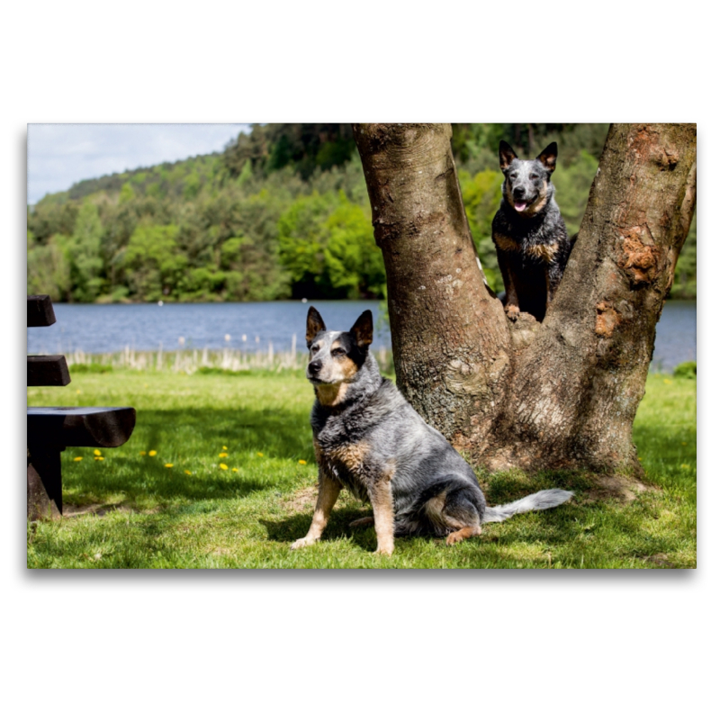 Ein Motiv aus dem Kalender Spaziergang am See Australian Cattle Dogs