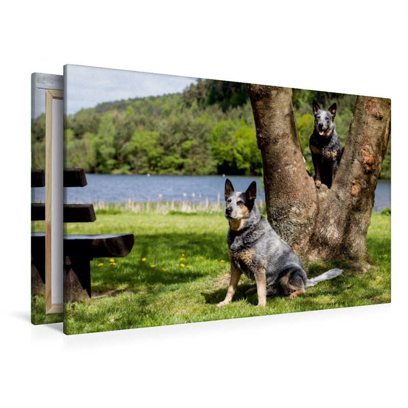 Ein Motiv aus dem Kalender Spaziergang am See Australian Cattle Dogs