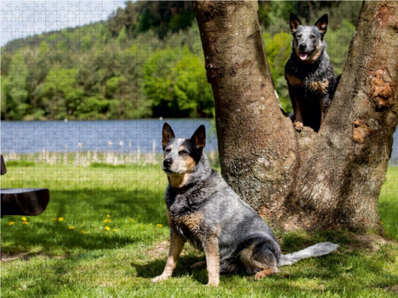 Ein Motiv aus dem Kalender Spaziergang am See Australian Cattle Dogs