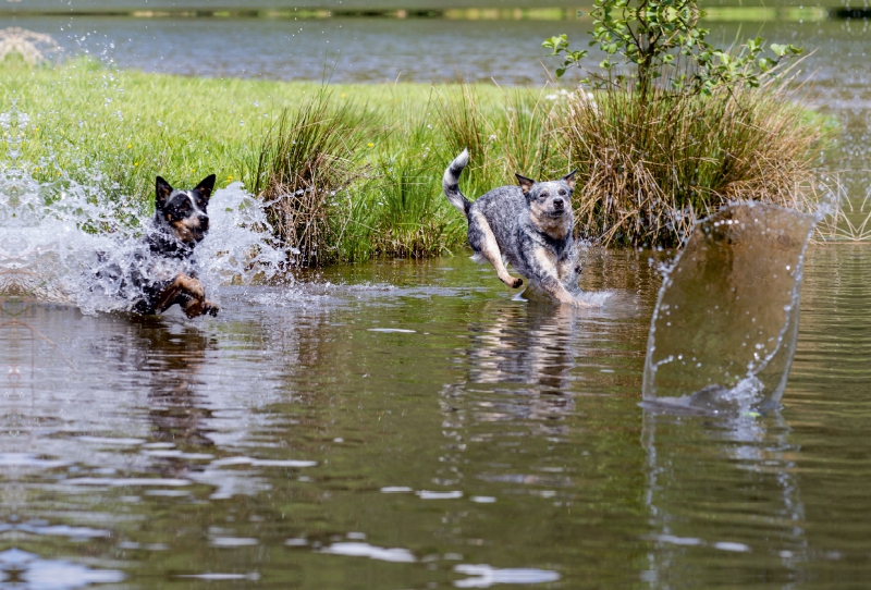 Ein Motiv aus dem Kalender Spaziergang am See Australian Cattle Dogs