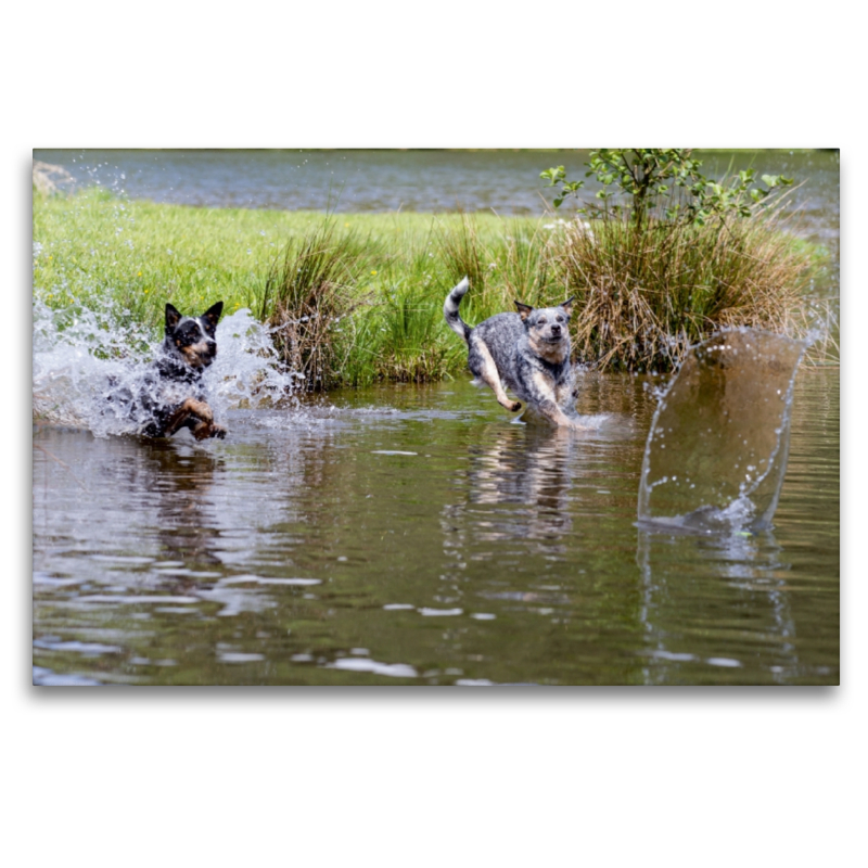 Ein Motiv aus dem Kalender Spaziergang am See Australian Cattle Dogs