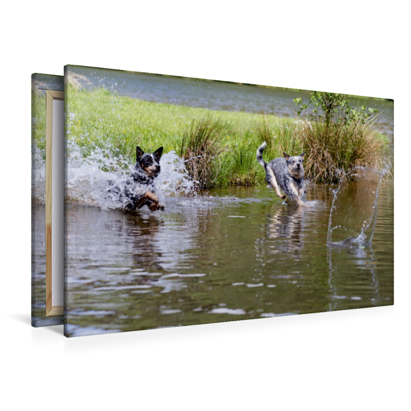 Ein Motiv aus dem Kalender Spaziergang am See Australian Cattle Dogs