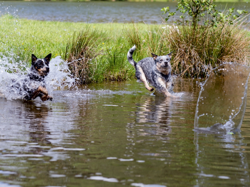 Ein Motiv aus dem Kalender Spaziergang am See Australian Cattle Dogs