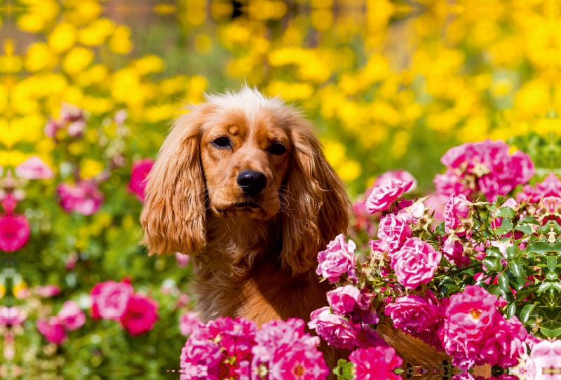 Roter Cocker zwischen Rosen und gelben Blumen