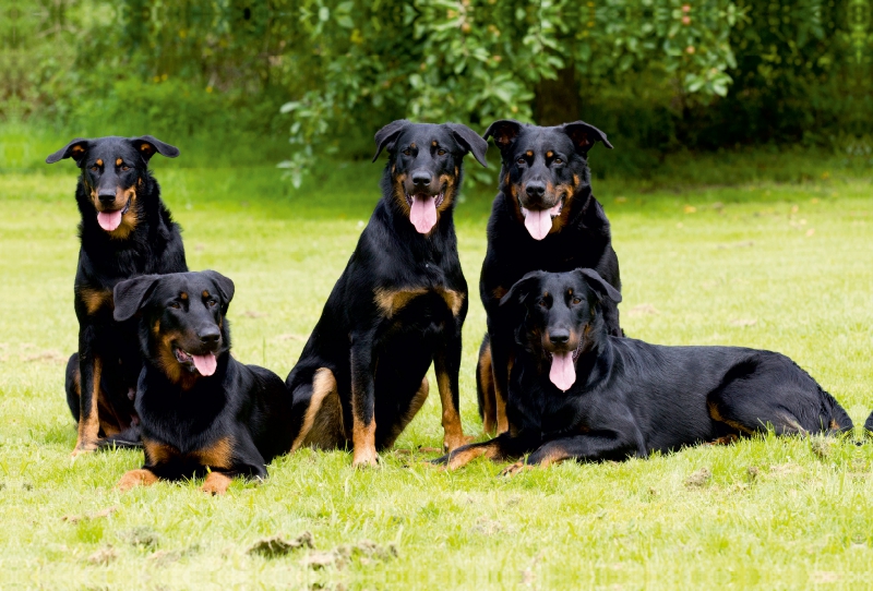 Beauceron