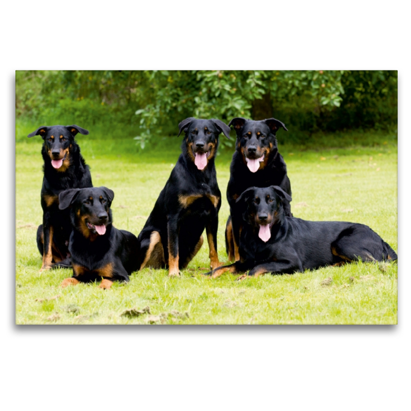 Beauceron