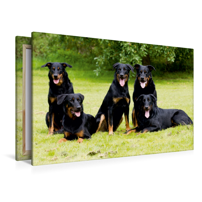 Beauceron