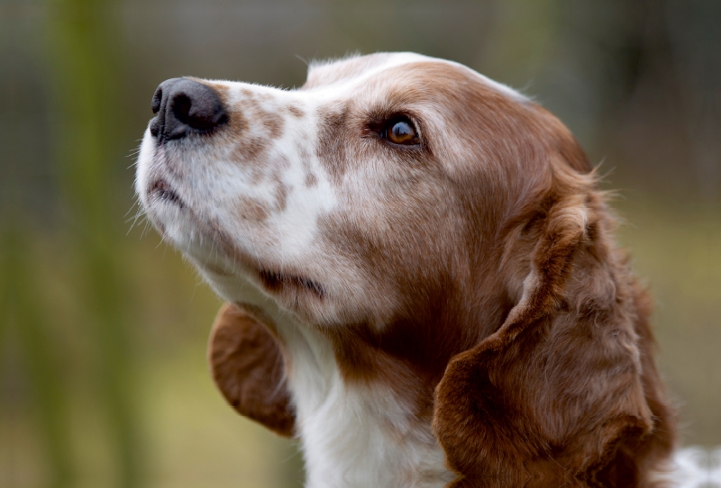 Welsh Springer Spaniel