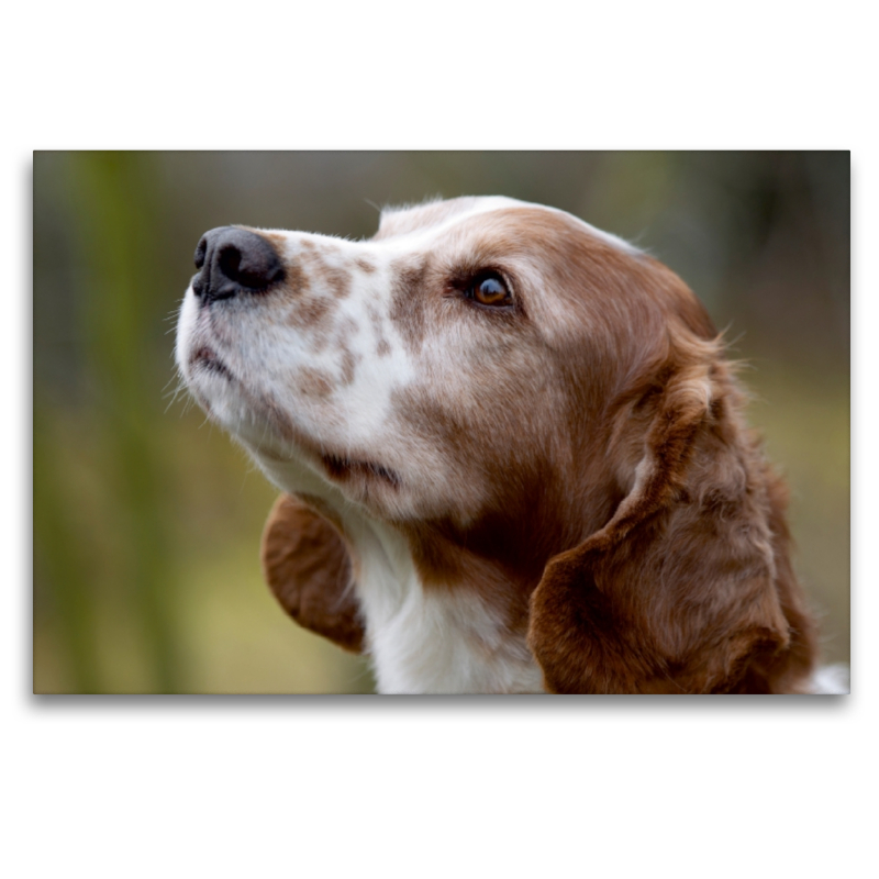 Welsh Springer Spaniel