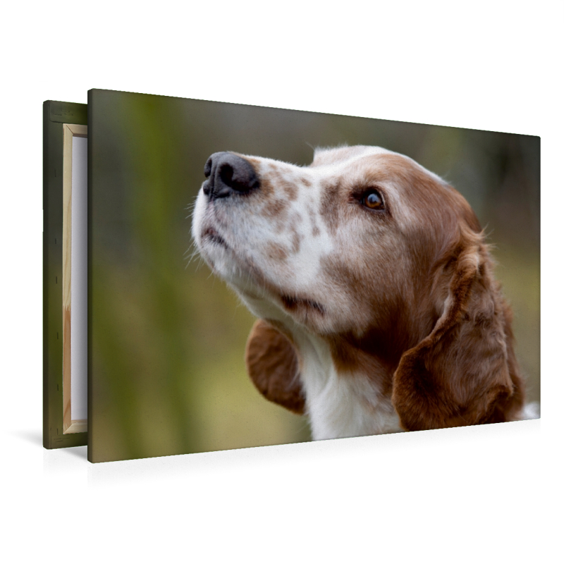 Welsh Springer Spaniel