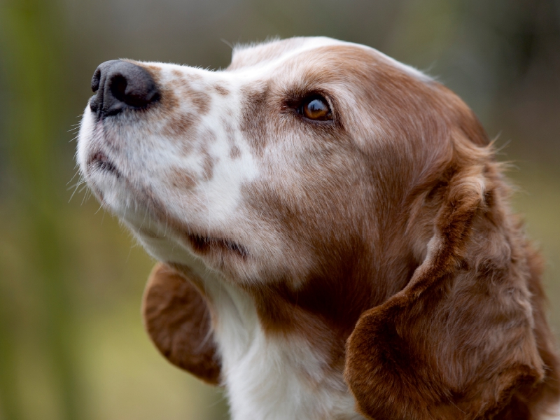 Welsh Springer Spaniel