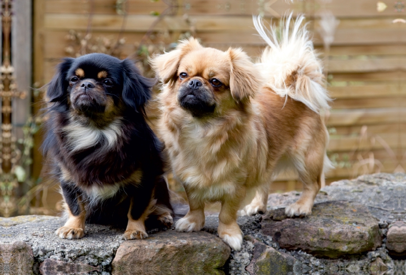 Tibet Spaniel