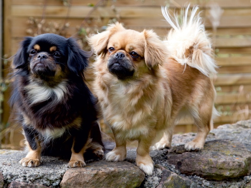 Tibet Spaniel