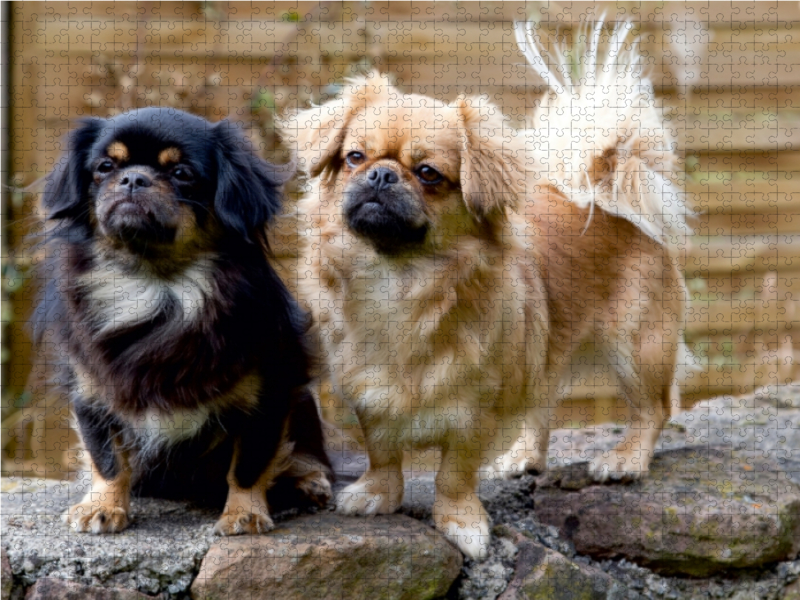 Tibet Spaniel