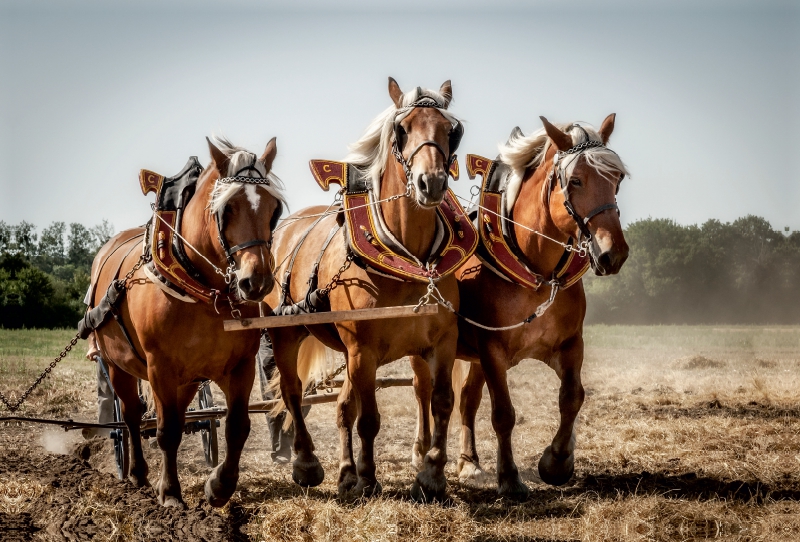 Ein Motiv aus dem Kalender  Landwirtschaft - Bilder von einst