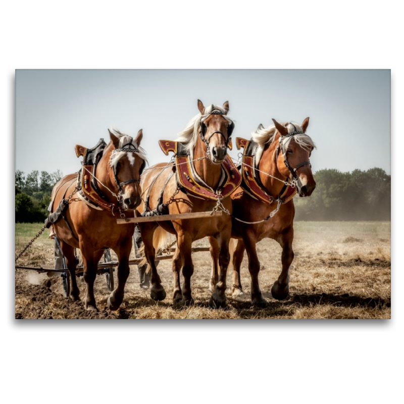 Ein Motiv aus dem Kalender  Landwirtschaft - Bilder von einst