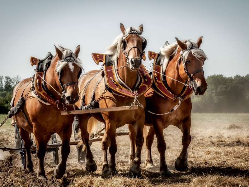 Ein Motiv aus dem Kalender  Landwirtschaft - Bilder von einst