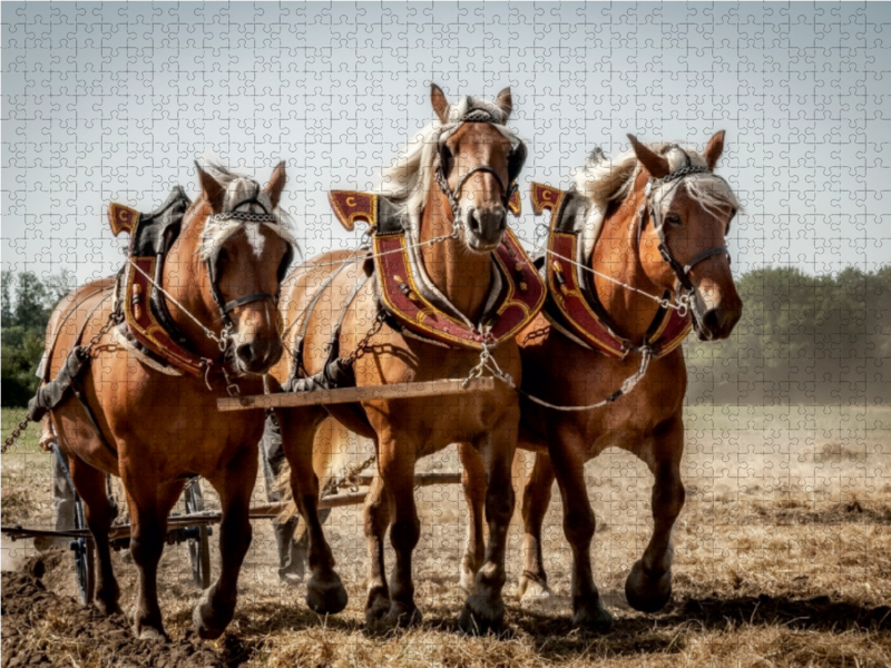 Ein Motiv aus dem Kalender  Landwirtschaft - Bilder von einst