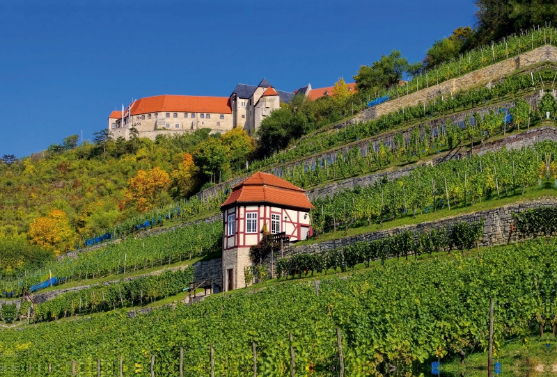 Weinberge unter der Neuenburg