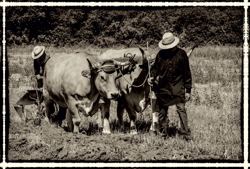 Harvest, Bilder aus vergangenen Zeiten