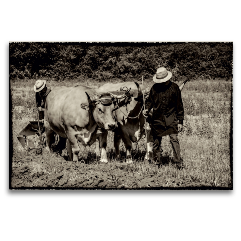 Harvest, Bilder aus vergangenen Zeiten