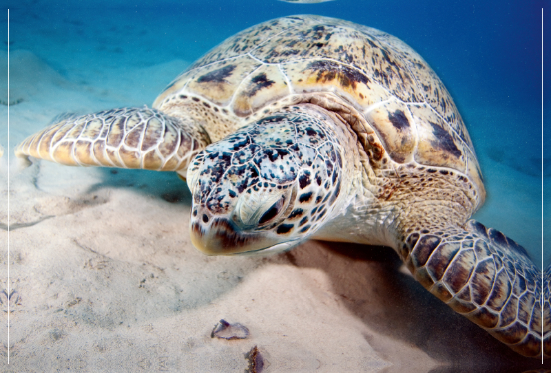 Portrait Unterwasserschildkröte